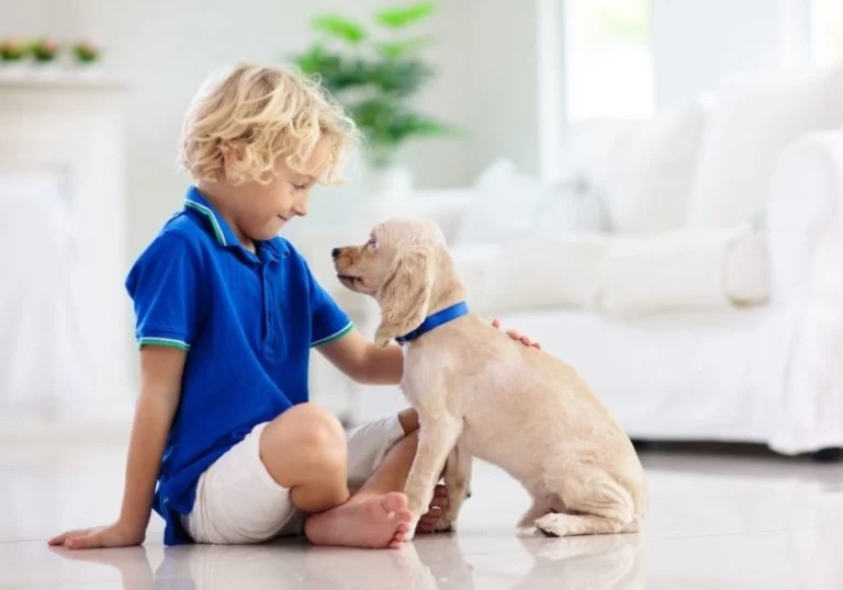 Tout le nécessaire pour préparer l’arrivée d’un chien à la maison